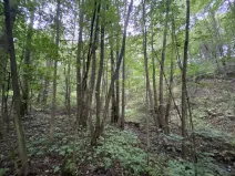 Prodej lesa, Strážná, 615 m2