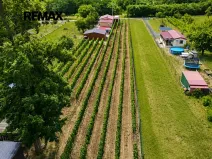 Prodej zahrady, Břeclav, 1560 m2