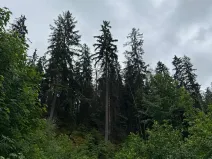 Prodej lesa, Železný Brod, 18900 m2