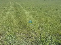 Prodej pole, Františkovy Lázně - Horní Lomany, Americká, 584 m2