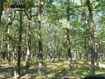 Prodej podílu lesa, Vážany, 38449 m2
