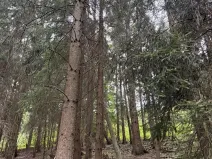 Prodej lesa, Všelibice, 12954 m2