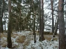 Prodej lesa, Buřenice, 2680 m2
