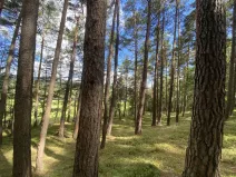 Prodej lesa, Pěčnov, 993 m2