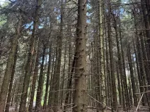 Prodej podílu lesa, Proseč pod Ještědem, 3598 m2
