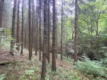 Prodej lesa, Strážná, 11485 m2