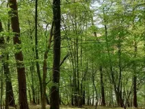 Prodej lesa, Mladoňovice, 2112 m2
