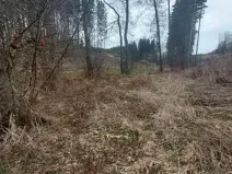 Prodej lesa, Dolní Hořice, 4440 m2