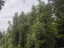 Prodej lesa, Řevničov, 11311 m2