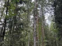 Prodej lesa, Řevničov, 11311 m2
