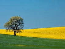 Prodej pole, Kutná Hora, 300000 m2