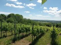Prodej sadu/vinice, Mikulov, Zlámalova, 3460 m2