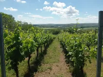 Prodej sadu/vinice, Mikulov, Zlámalova, 3460 m2