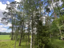 Prodej lesa, Slabčice - Nemějice, 1004 m2