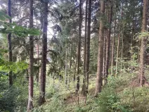 Prodej lesa, Plavy, 9899 m2