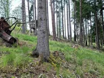 Prodej lesa, Bečov nad Teplou, 11646 m2