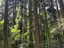 Prodej lesa, Zbýšov, 1719 m2