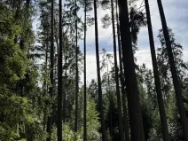 Prodej lesa, Zbýšov, 1719 m2