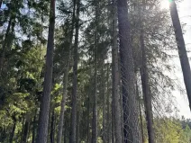 Prodej lesa, Novosedly nad Nežárkou, 67560 m2