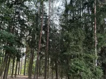 Prodej lesa, Zruč-Senec, 2639 m2