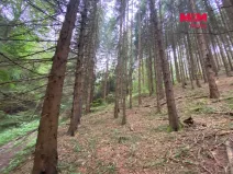 Prodej lesa, Strážná, 11485 m2