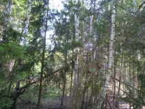 Prodej lesa, Radkovice u Budče, 204 m2