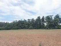 Prodej lesa, Pavlice, 3317 m2