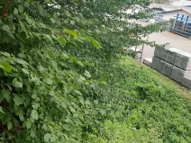 Prodej lesa, Rychnov nad Kněžnou, 3801 m2
