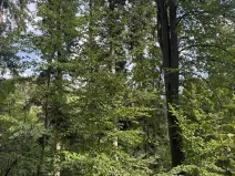 Prodej podílu lesa, Dolní Studénky, 11507 m2