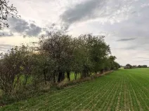 Prodej sadu/vinice, Brtnice, 1574 m2