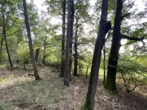 Prodej lesa, Ostřetín - Vysoká u Holic, 869 m2
