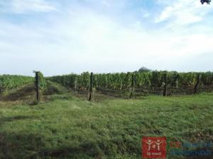 Prodej sadu/vinice, Oleksovice, 75894 m2