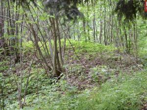 Prodej pozemku pro komerční výstavbu, Horní Heřmanice, 4584 m2