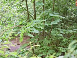 Prodej pozemku pro komerční výstavbu, Horní Heřmanice, 4584 m2