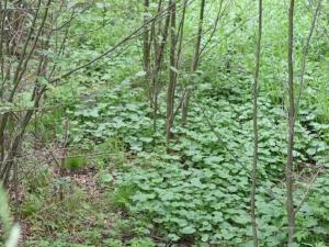 Prodej pozemku pro komerční výstavbu, Horní Heřmanice, 4584 m2