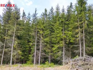 Prodej lesa, Černovice, 7280 m2
