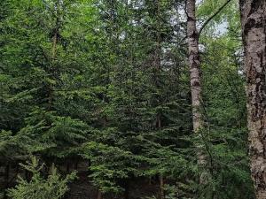 Prodej lesa, Černovice, 7280 m2