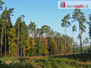 Prodej lesa, Šanov, 11657 m2