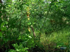 Prodej pozemku pro komerční výstavbu, Moravské Budějovice - Vesce, 16208 m2