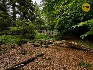 Prodej trvalého travního porostu, Košařiska, 6262 m2