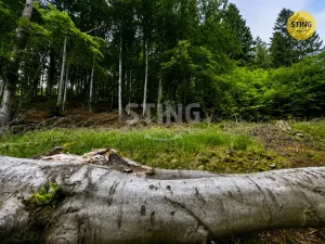 Prodej trvalého travního porostu, Košařiska, 6262 m2