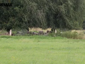 Prodej pozemku pro bydlení, Pertoltice, 4488 m2