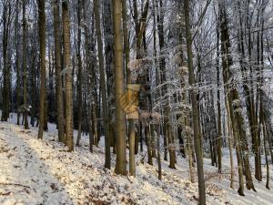 Prodej lesa, Hovězí, 11626 m2