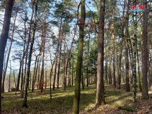 Prodej lesa, Paceřice, 4924 m2
