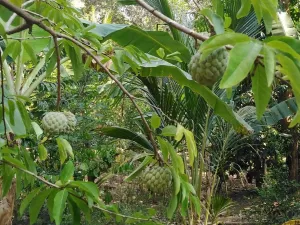 Prodej apartmánu, Tangalle,Srí Lanka, Šrí Lanka, 142 m2