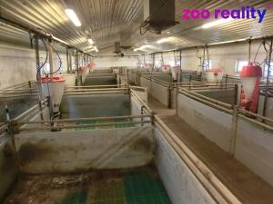 Prodej zemědělského objektu, Majdalena, 2000 m2