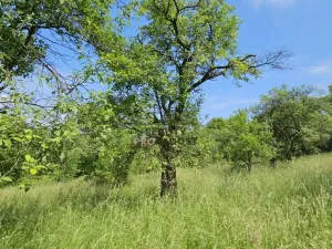 Prodej sadu/vinice, Koryčany, 4253 m2