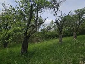 Prodej sadu/vinice, Koryčany, 4253 m2