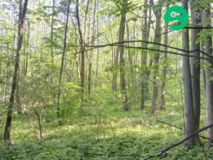 Prodej lesa, Ženklava, 15096 m2