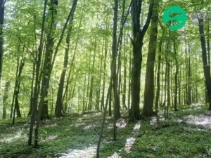 Prodej lesa, Ženklava, 15096 m2